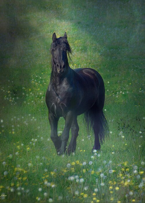 Horses Canvas Prints Greeting Card featuring the photograph Friesian Mist by Fran J Scott
