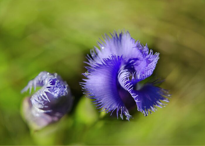 Fringed Gentian Greeting Card featuring the photograph Fringed Gentian by Ann Bridges