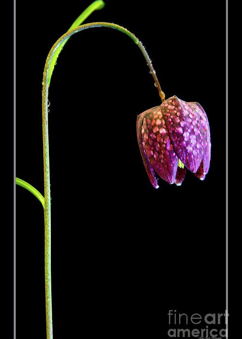 Fritillaria Meleagris Greeting Card featuring the photograph Fritillaria meleagris, Snakes Head fritillary by Andy Myatt