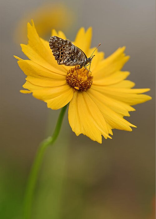 2015 Greeting Card featuring the photograph Fritillary on Coreopsis by Robert Charity