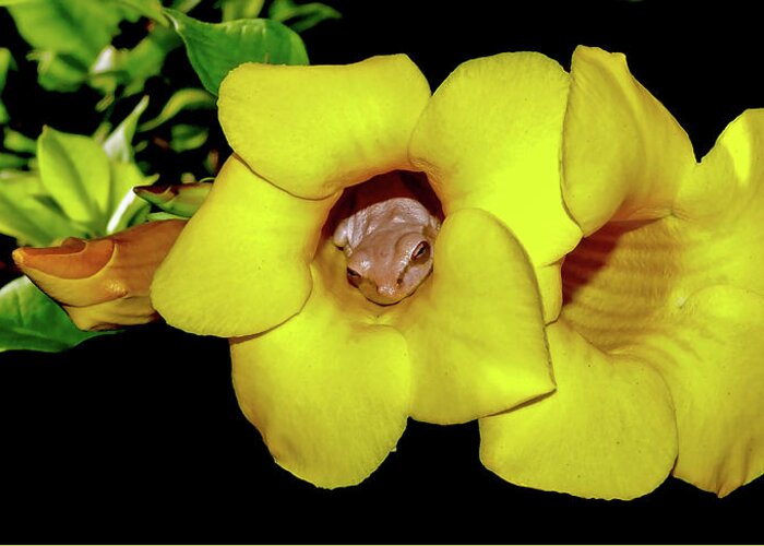 Cuban Tree Frog Greeting Card featuring the photograph Frog and Flower by Stuart Harrison