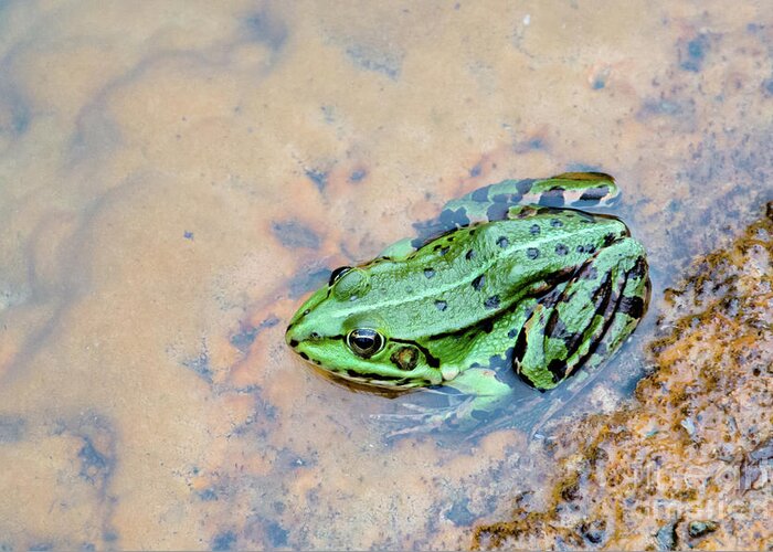 Active Greeting Card featuring the photograph Frog in a pond by Amanda Mohler