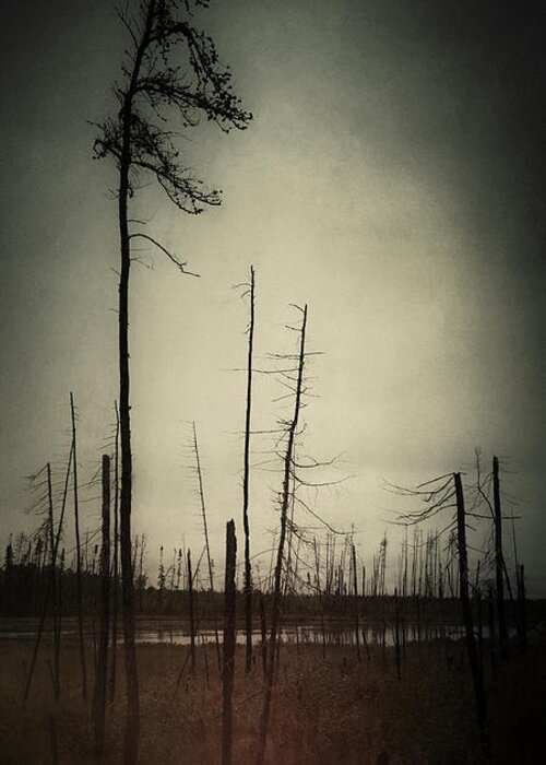 Trees Greeting Card featuring the photograph From the Ashes by RicharD Murphy