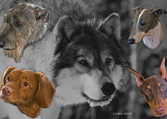 Grey Wolf Greeting Card featuring the photograph From The Grey Wolf by Larry Linton