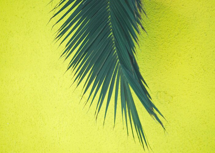 Palm Tree Greeting Card featuring the photograph Frond by Maggy Marsh