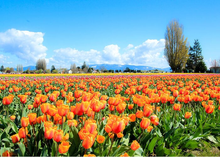 Tulip Fields Greeting Card featuring the photograph Front Row in Orange by E Faithe Lester