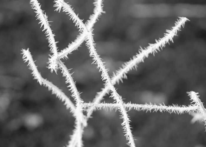 Frost Greeting Card featuring the photograph Frost Spikes by Shelly Dixon