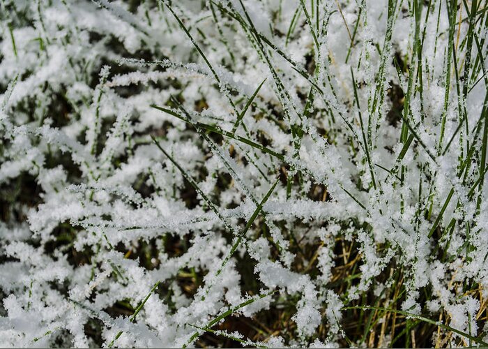 Grass Greeting Card featuring the photograph Frosty Grass by Deborah Smolinske