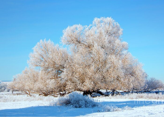 Frost Greeting Card featuring the photograph Frosty by Michael Dawson