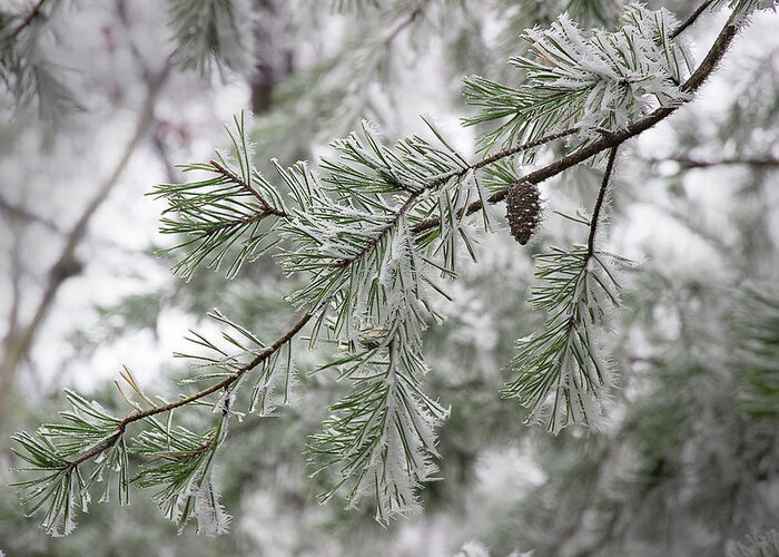 Frost Greeting Card featuring the photograph Frosty Pinecone by Mike Eingle