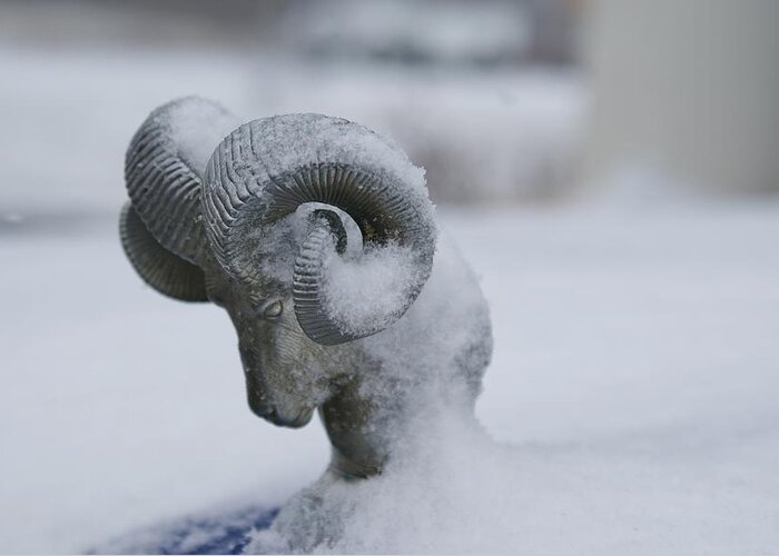Hood Ornament Greeting Card featuring the photograph Frosty Ram Head by Lynda Dawson-Youngclaus