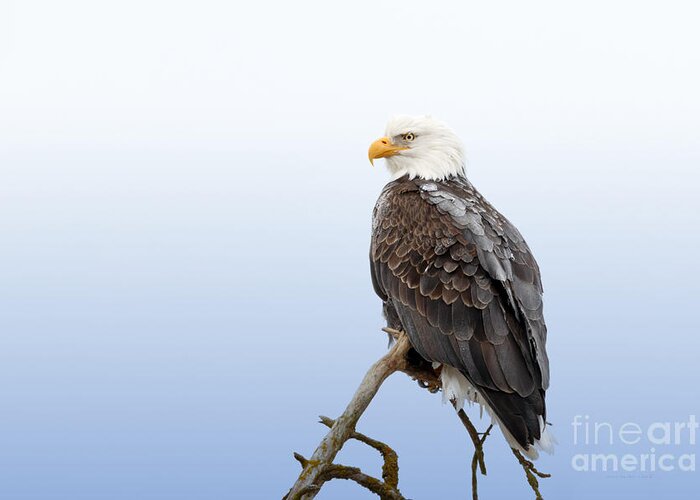 Eagle Greeting Card featuring the photograph Frosty the Eagle by Beve Brown-Clark Photography