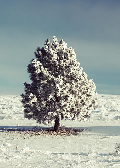 Hoarfrost Greeting Card featuring the photograph Frosty the Tree by Todd Klassy