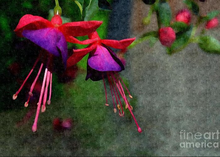 Adrian-deleon Greeting Card featuring the photograph Fuchsia's beating as one together -Silk Edit by Adrian De Leon Art and Photography