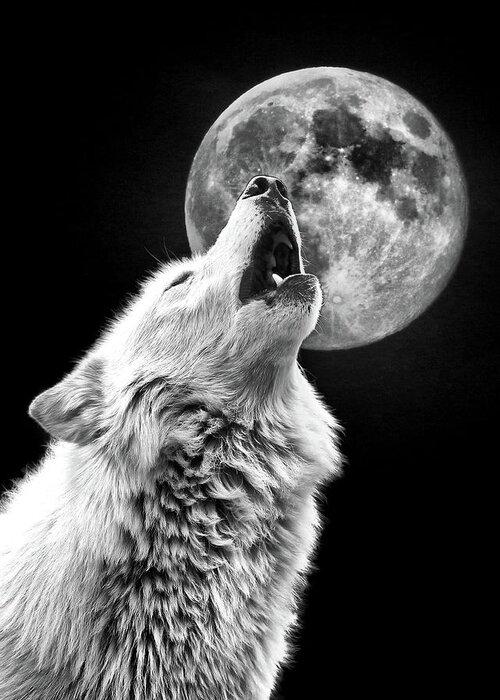 Wolf Greeting Card featuring the photograph Full Moon Howl by Steve McKinzie