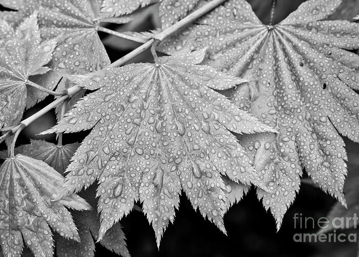 Full Moon Maple Greeting Card featuring the photograph Full Moon Maple Leaf after a spring rain by Bruce Block