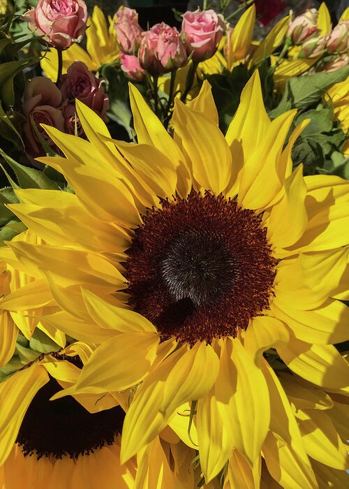 Sunflower Greeting Card featuring the photograph Full Sun by Arlene Carmel