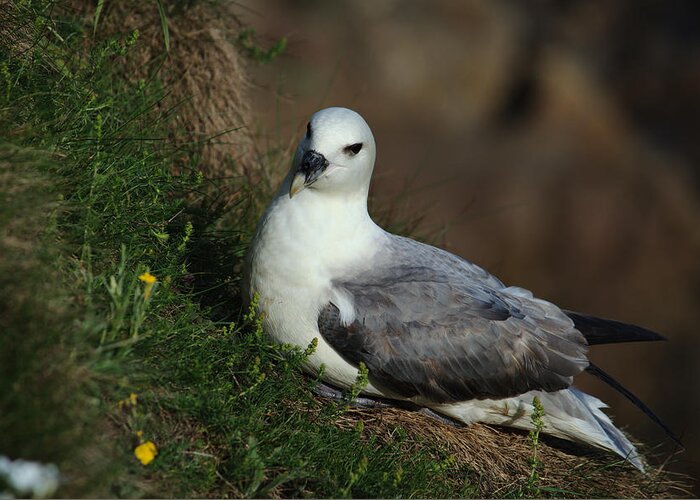 Fulmar Greeting Card featuring the photograph Fulmar Nesting on Cliff by Adrian Wale