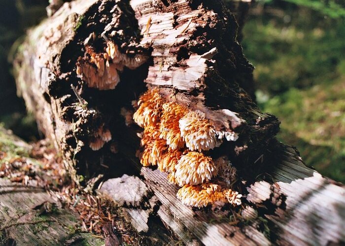 Fungus Greeting Card featuring the photograph Fungus is Beautiful by David Bader