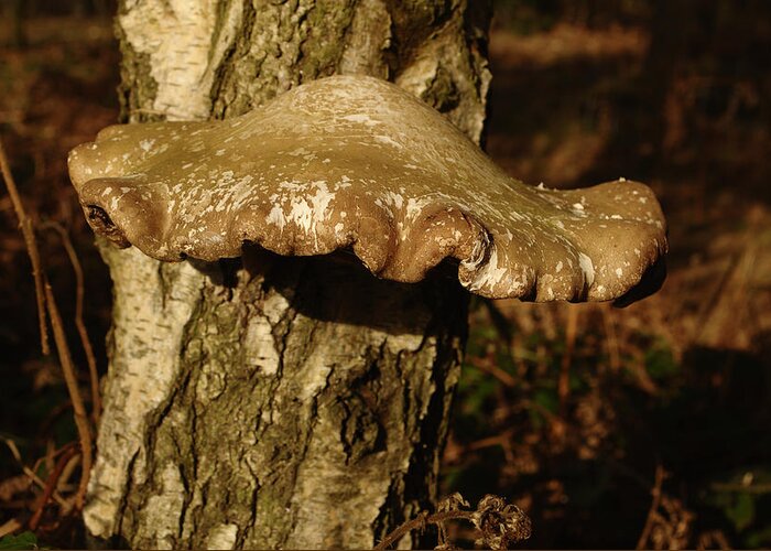 Fungi Greeting Card featuring the photograph Fungus On Silver Birch by Adrian Wale