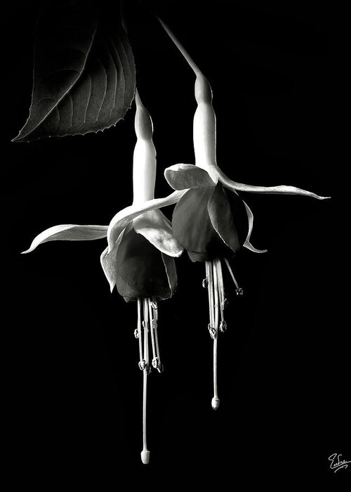 Flower Greeting Card featuring the photograph Fuchsias in Black and White by Endre Balogh