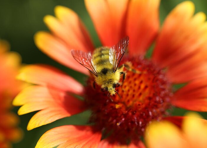 Gaillardia Greeting Card featuring the photograph Fuzzy Bumble Bee on Gaillardia by Tammy Pool