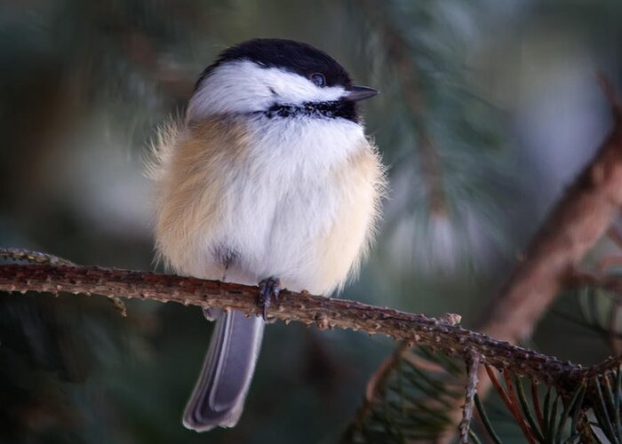 Birds Greeting Card featuring the photograph Fuzzy Chickadee by Al Mueller
