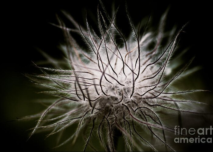 Botanical Greeting Card featuring the photograph Fuzzy Flower Seedhead by Venetta Archer