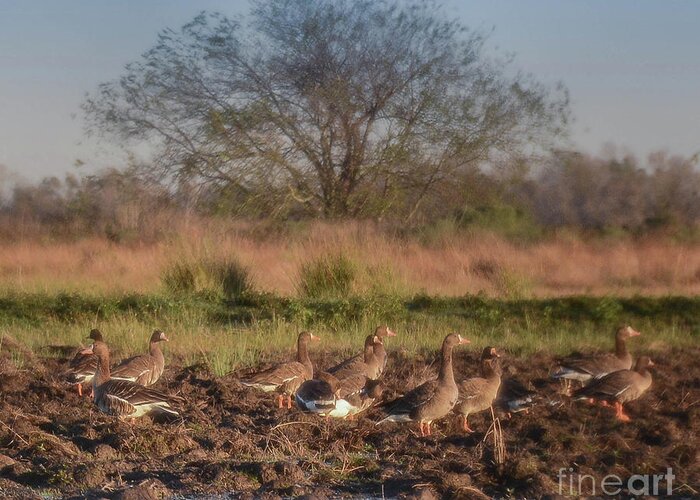 White Fronted Geese Greeting Card featuring the photograph Gaggle of geese by Barry Bohn