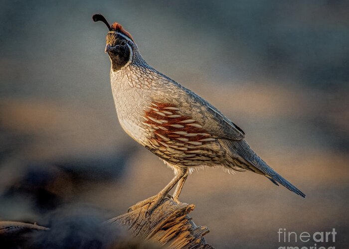 Male Greeting Card featuring the photograph Gambel's Quail in Late Evening Late by Lisa Manifold
