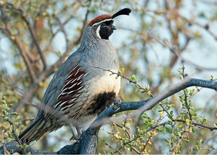 Gambel's Quail Greeting Card featuring the photograph Gambel's Quail by Tam Ryan