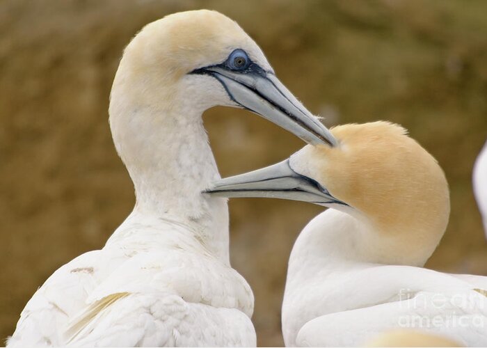 Gannet Greeting Card featuring the photograph Gannet Pair 1 by Werner Padarin