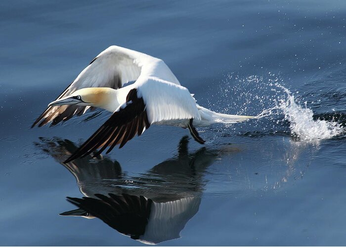 Bird Greeting Card featuring the digital art Gannet - take off by Pat Speirs