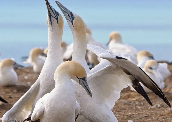 Gannet Greeting Card featuring the photograph Gannets by Werner Padarin