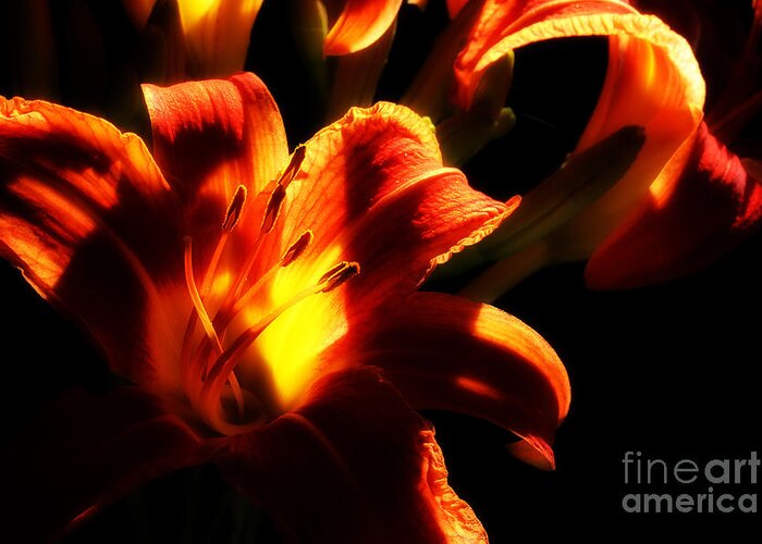 Day Lilies Greeting Card featuring the photograph Garden Flames by Michael Eingle
