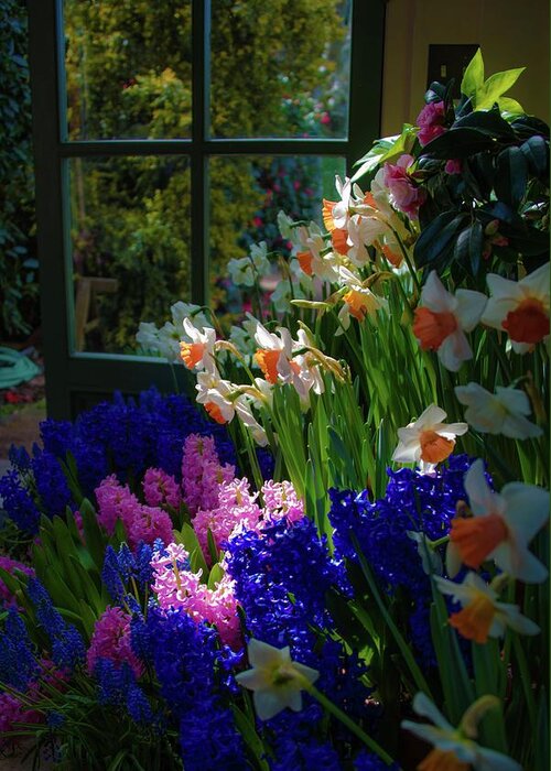 Tulips Greeting Card featuring the photograph Garden house delight at Filoli by Patricia Dennis