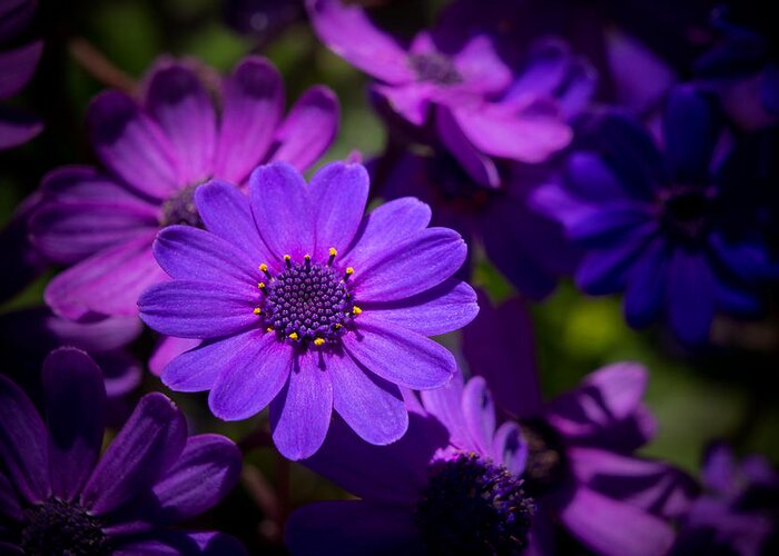 Flower Greeting Card featuring the photograph Garden Light by Derek Dean
