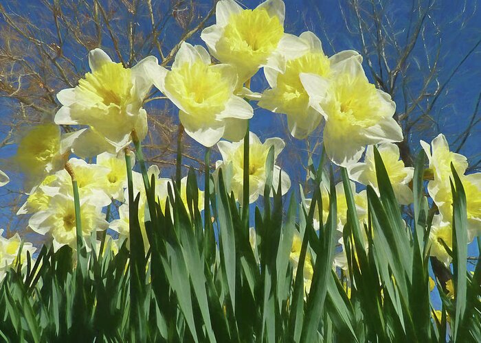 Daffodil Greeting Card featuring the photograph Garden of Daffodils by Donna Kennedy