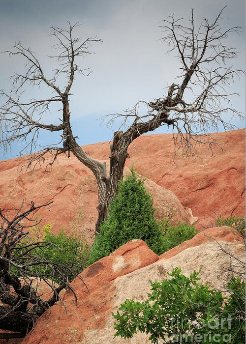 Colorado Greeting Card featuring the photograph Garden of the Gods by Richard Smith