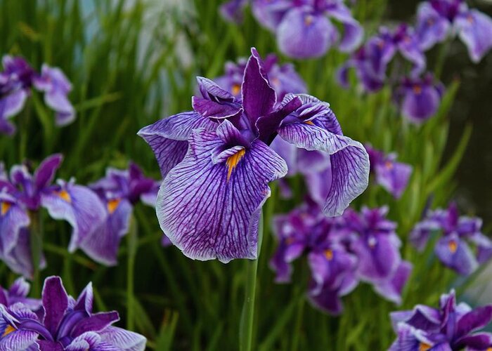 Iris Greeting Card featuring the photograph Garden Party by Michiale Schneider