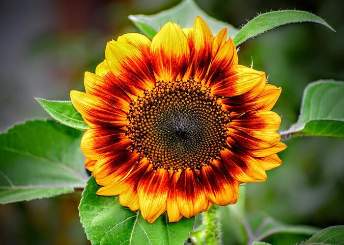 Sunflower Greeting Card featuring the photograph Garden Sequence by Michael Brungardt