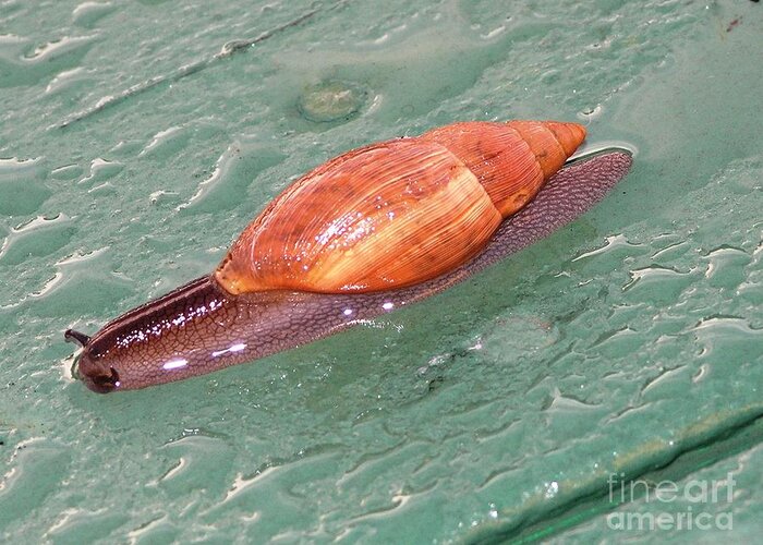 Green Greeting Card featuring the photograph Garden Snail 4 by Mary Deal