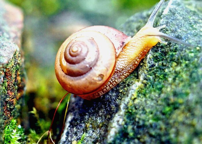 Nature Greeting Card featuring the photograph Garden Snail by Amy McDaniel