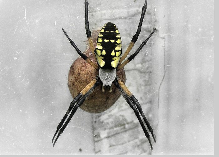 Spider Greeting Card featuring the photograph Garden Spider by Amber Flowers