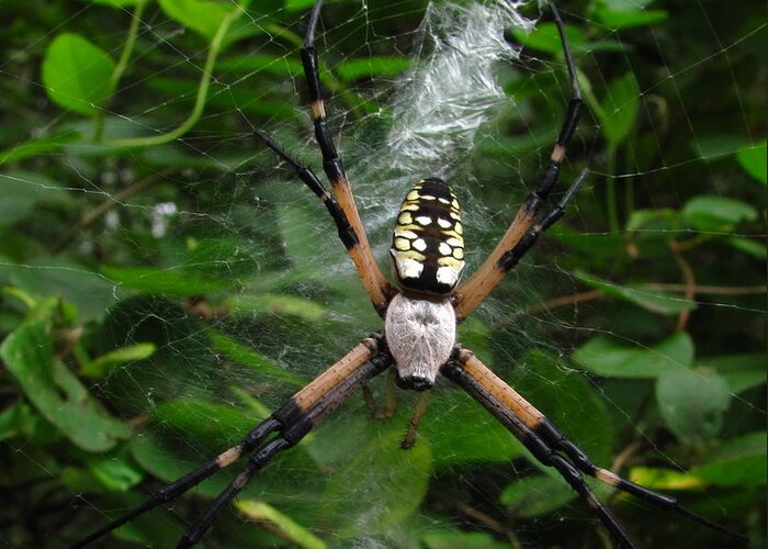 Black And Yellow Garden Spider Images Garden Spider Prints Arachnid Images Forest Ecology Biodiversity Nature Entomology Food Web Maryland Spider Images Maryland Spider Prints Greeting Card featuring the photograph Garden Spider by Joshua Bales