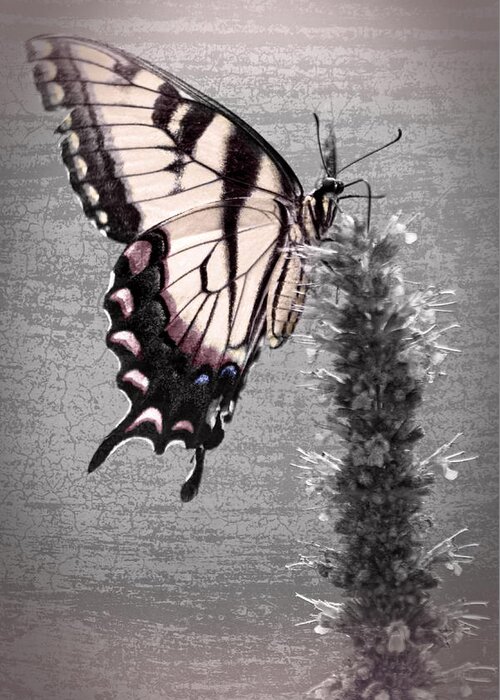 Butterfly Greeting Card featuring the photograph Garden Visitor Mystery by Leda Robertson