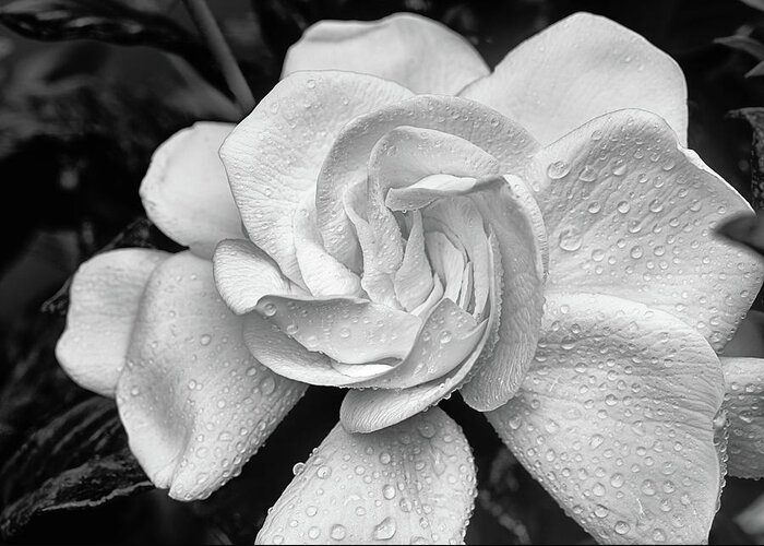 Gardenia Jasminoides Greeting Card featuring the photograph Gardenia the Scent of the South by JC Findley