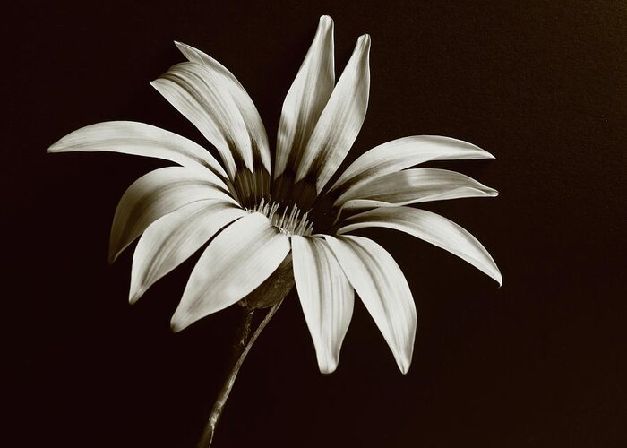 Flower Greeting Card featuring the photograph Gazania Monochrome by Jeff Townsend