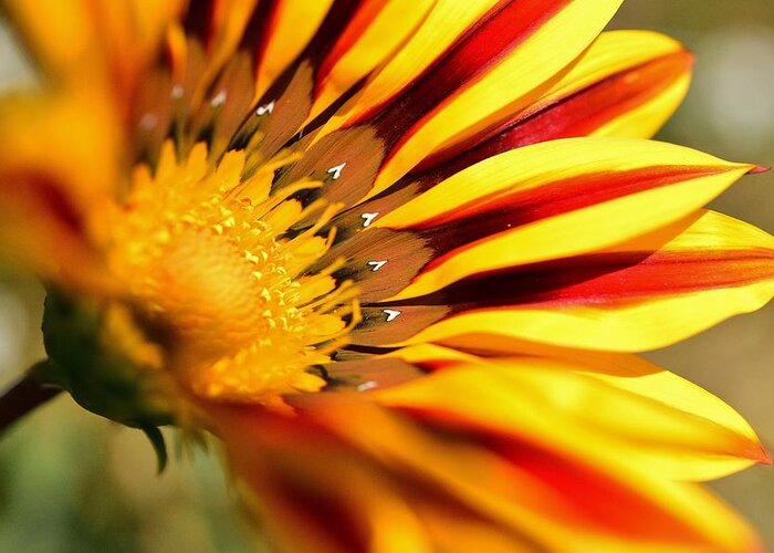Linda Brody Greeting Card featuring the photograph Gazania On Fire 1 by Linda Brody