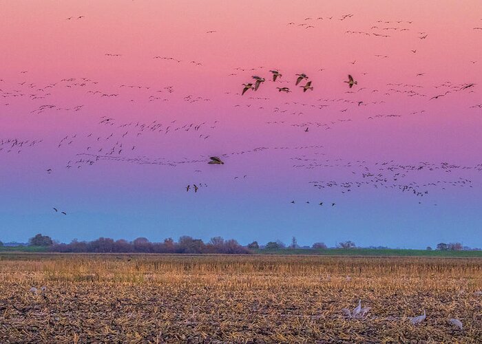 Landscape Greeting Card featuring the photograph Geese Flying at Sunset by Marc Crumpler
